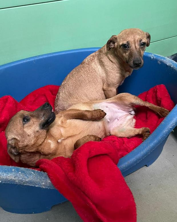 Barry And District News: Dublin and Dixyland -two2 years old, Female, Jack Russell Terrier Cross. Dublin and Dixyland have come to us from a breeder. They love each other so much and so we are looking to find them a home together. They are always by each others sides and follow